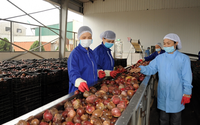 Nieuwe Premium IQF Passievruchten Diepvries Passievruchtenpuree Blokjes