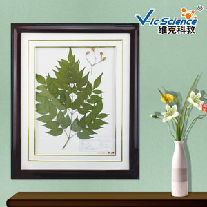 Venta Directa de Fábrica Xinxiang Weike: Especímenes de Herbario de Medicamentos Herbales Chinos, Marcos para Especímenes de Herbario, Biológicos - Product Image 5