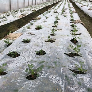 Phim phủ gốc phân hủy sinh học Ridge Biodegradable Mulching Film của nhà sản xuất Garden Bee Black Silver dùng cho nông nghiệp - Product Image 6