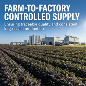 Poudre d'extrait de carotte noire naturelle de haute pureté Anthocyanine Vitamine C Carotène noir Extraction par solvant Qualité alimentaire - Product Image 2