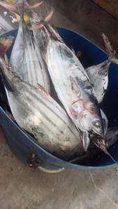 Atún al por mayor de buena calidad fresco congelado Skip Jack Fish Skipjack a la venta - Product Image 3