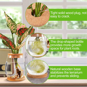 Station <span class=keywords><strong>de</strong></span> propagation des plantes avec logo personnalisé moderne Vase décoratif Jardinière Terrarium en verre Bocal pour la plantation <span class=keywords><strong>de</strong></span> plantes Vase en verre Design unique - Product Image 5