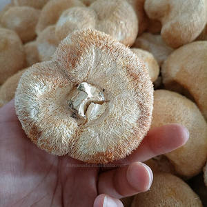 אריות אורגניות מנה 5-8 ס "מ הסיטונאי המיובש מאכל פטריות טבעוני מזין טבעי עבור תוספת אבקת תמצית קפה - Product Image 5