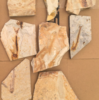 Espécimen Fósil de Pez Natural, Cristal Transparente, Coleccionable de Paleontología, Arte Decorativo, Muestra de Piedra Tallada de China para Regalo
