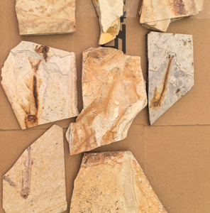 Espécimen Fósil de Pez Natural, Cristal Transparente, Coleccionable de Paleontología, Arte Decorativo, Muestra de Piedra Tallada de China para Regalo - Product Image 3