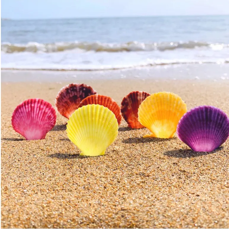 Natural Colourful Scallop Seashell For Home Decoration