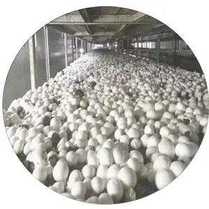 Produk panas Super September dengan harga murah jaring penumbuh jamur untuk pertanian modern jamur