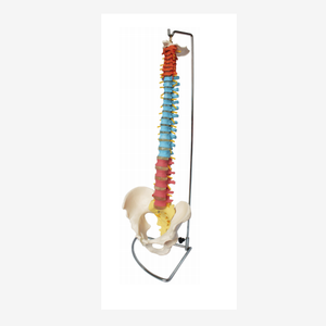 मानव शरीर रचना विज्ञान चिकित्सा कॉलेज शिक्षण प्लास्टिक रीढ़ और श्रोणि हड्डी मॉडल - Product Image 6