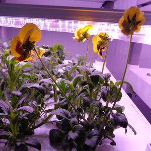 Nouveau système de culture intelligent de culture hydroponique verticale <span class=keywords><strong>d</strong></span>'<span class=keywords><strong>intérieur</strong></span> - Product Image 4