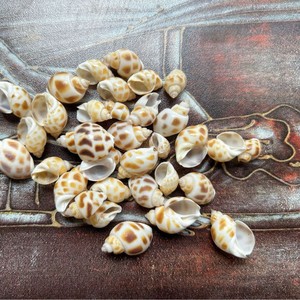 100 шт. ракушки 1,2-2,5 см золотистые БЕЛЫЕ РАКУШКИ каури для продажи - Product Image 3