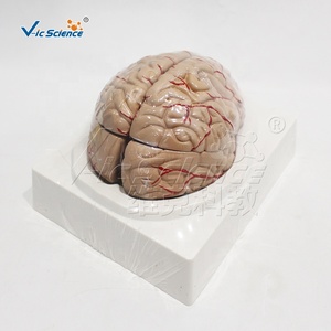 Modèle d'anatomie cérébrale à double hémisphère en PVC avec marquage des vaisseaux, kit pédagogique pour cours de <span class=keywords><strong>neurosciences</strong></span> en faculté de médecine, ressources pédagogiques CE/ISO/ROHS - Product Image 2