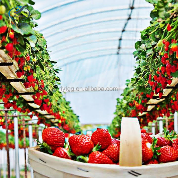 Greenhouse Farming Film Greenhouse with Automatic