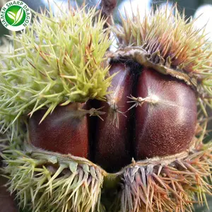 Frozen Pre Peeled Cooked Whole Chinese Organic Chestnuts Castanea Mollissima Nut Asian China Ready Prepared Ready To Eat