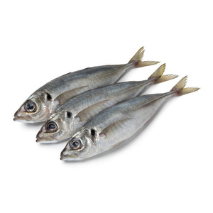 <span class=keywords><strong>Maquereau</strong></span> entier congelé de qualité supérieure, rond, 16 cm+, BQF IQF, pour l'exportation - Product Image 1