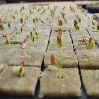 Blocs de laine de roche 4x4x4 cm pré-imprégnés pour culture hydroponique, cubes de laine de roche pour jardinage intérieur, micro-légumes et culture de blé.