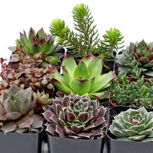 Venta al por mayor: Mezcla de suculentas resistentes Mountain Crest GARDENS, plantas vivas de Sempervivum y Sedum, tolerantes al frío, para interiores, en macetas de 2 pulgadas, para roca. - Product Image 2