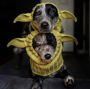 Gorro <span class=keywords><strong>de</strong></span> Diseño para Perro, Cálido <span class=keywords><strong>de</strong></span> Invierno, Acrílico, Disfraz Festivo para Perros Pequeños, Accesorios Modernos para Mascotas, Nueva Tendencia 2026, <span class=keywords><strong>Gorra</strong></span> <span class=keywords><strong>de</strong></span> Halloween para Cachorros - Product Image 3