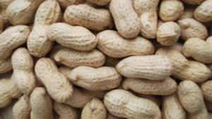 판촉 다양한 좋은 품질 쉘 땅콩 대량 땅콩 쉘 중국 가장 저렴한 땅콩 - Product Image 4