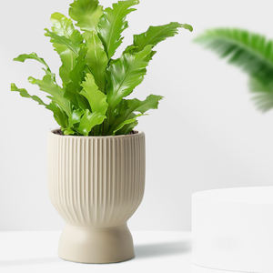 <span class=keywords><strong>Pot</strong></span> de fleur orchidée de style nordique <span class=keywords><strong>Monstera</strong></span> <span class=keywords><strong>Deliciosa</strong></span> <span class=keywords><strong>Pot</strong></span> de plante en céramique avec trou de drainage pour la maison et le jardin pépinière - Product Image 3