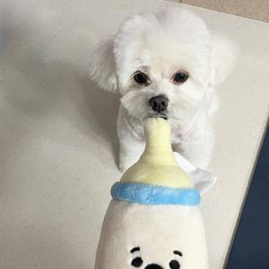 Jouet en peluche interactif en forme de biberon pour bébé et chien, sucette et hochet durables pour chien, vente en gros - Product Image 1