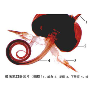 Biological sections, siphon-type mouthpart specimens, <b>microscope</b> slides, bee mouthpart mounts - Product Image 4