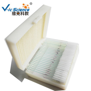 Factory direct supply of biological slides, chicken embryo sections, and <b>microscopic</b> tissue/embryo sections. - Product Image 4