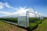 Serre en plastique à arche courbée Zhuotai, serre en plastique à structure arquée, origine Chine