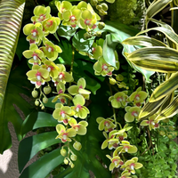 Nouvelles fleurs artificielles d'orchidée Phalaenopsis imprimées en 3D, 2 tiges, toucher réaliste, pour décoration de mariage, de remise de diplôme et de maison