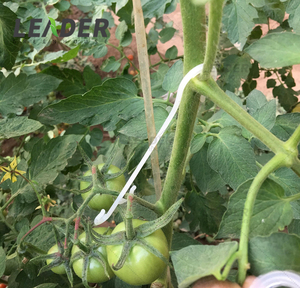 Bền Nông Nghiệp Rau Hydroponics Nhà Kính Rễ Hỗ Trợ J Móc Trắng Nhựa Clip Cho Cà Chua Tiêu Gốc - Product Image 4