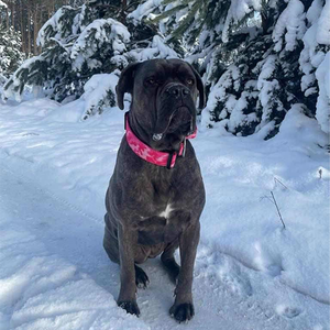 Collar de perro de combate de nailon personalizado de alta resistencia, hebilla de Metal para perros medianos y grandes, fabricante de collares de perro acolchados suaves - Product Image 5