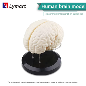 Anatomia Plastic Humana-Modelo <span class=keywords><strong>De</strong></span> Estrutura Cerebro Equipo Educativo - Product Image 5