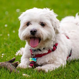 Vente en gros de médailles d'identification pour chien en acier inoxydable, personnalisables avec LOGO, motif animal marin, pailletées, multicolores, gravées, en forme d'os, accessoires pour animaux de compagnie, gravure laser DIY - Product Image 6