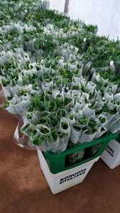 Lưới Đóng Gói Bảo Vệ Nụ Hoa Hồng Bằng Nhựa Lưới PP - Product Image 3