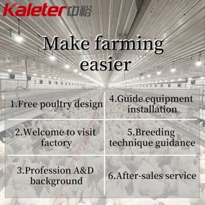 Nidales Zhongyu Kaleter para Gallinas Ponedoras de Corral con Recolección Automática de Huevos Rodantes - Product Image 5