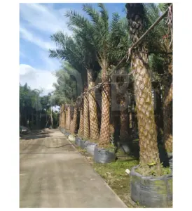 HOKBG 50 Gallon 192 Litre Factory wholesale Anti-UV PP Woven Palm tree nursery grow bag