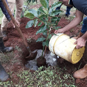 WELLDONE полиакрилато потазио полимерная смола полиакриламид удержание калия воды полимерный гидрогель сельское хозяйство - Product Image 3