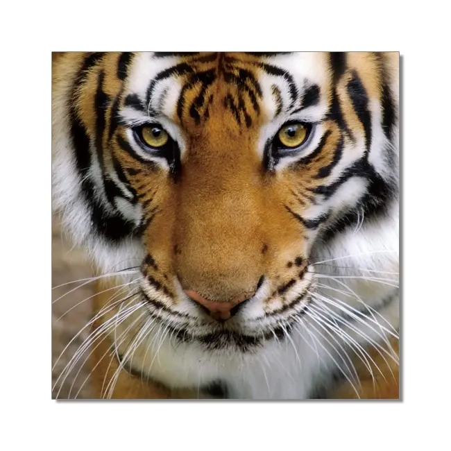 Best Selling Crystal Clear HD Animal Tiger Acrylic Wall Art Prints Canvas Art Frameless Acrylic Painting Oil Painting for Room