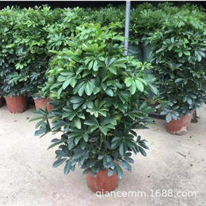 Eendenvoetboom Zevenbladige lotus Geluksboom Acht richtingen brengen rijkdom Potplant Kantoor Woonkamer Grote groene <span class=keywords><strong>plant</strong></span> - Product Image 4