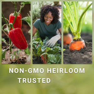 Sow Right Collection de légumes-racines sans OGM Heirloom Semences pour l'extérieur Maison Potager Betterave <span class=keywords><strong>Navet</strong></span>-Paquets individuels - Product Image 3