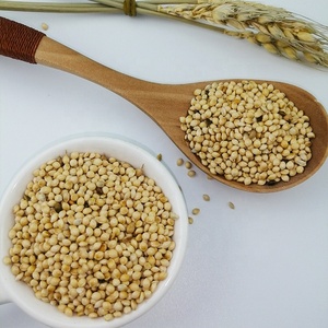 Gierst Zaad Koop Gezonde Voedzaam Landbouw Producten Beste Kwaliteit Witte Gierst Voor Vogelvoer - Product Image 6