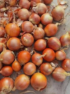 Cebola Orgânica Fresca de Melhor Qualidade, Preço de Atacado Barato, Cebola Amarela Fresca / Cebola Grande para Exportação - Product Image 4