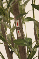 Usine d'arbre en pot vert artificiel vend des oliviers au toucher réel pour la décoration de jardin de bureau à domicile