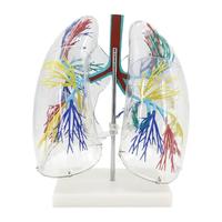 Suministro directo de fábrica Enseñanza Demostración Laringe Segmento broncopulmonar transparente Modelo