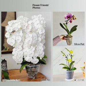 <span class=keywords><strong>Pot</strong></span> <span class=keywords><strong>de</strong></span> culture rigide transparent et respirant pour orchidées Phalaenopsis et mousse, style minimaliste Meishi, pour contrôle des racines, vente en gros transfrontalière - Product Image 4