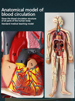 Modelo del Sistema Circulatorio Humano, Modelo de Corazón, Arteria, Vena, Anatomía, Enseñanza Médica, Modelo de Órganos, Vasos Sanguíneos, Estructura de Nervios, CE/ISO