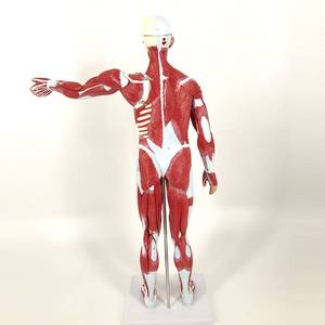 Modèle d'anatomie <span class=keywords><strong>musculaire</strong></span> humaine du <span class=keywords><strong>corps</strong></span> entier, 80 cm, modèle de muscle masculin <span class=keywords><strong>humain</strong></span>, 27 parties - Product Image 4