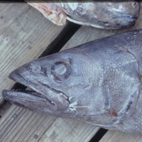 Pescado Congelado Premium, Entero, Sin Espinas, Pescado de Aguas Profundas, Crudo, Sin Piel, Suministro a Granel, Proceso de Congelación IQF, Origen Singapur, Calidad de Exportación