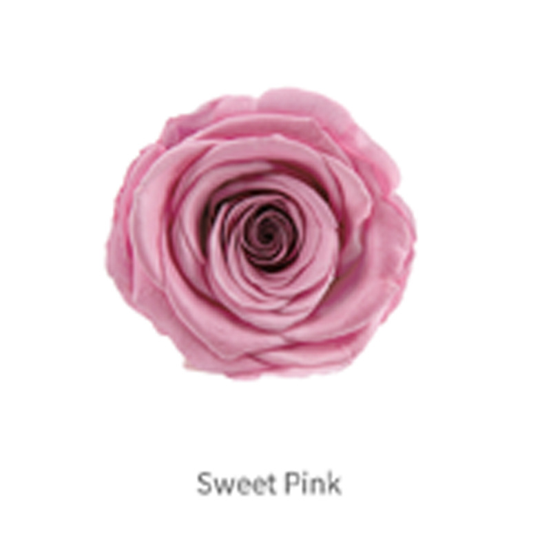 Dulce Rosa Grado B 8 Flores