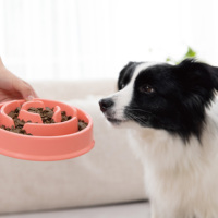 Nourriture sèche pour chiens, nutrition équilibrée, haute teneur en protéines, produits populaires, dernières nouveautés, vente en gros d'usine