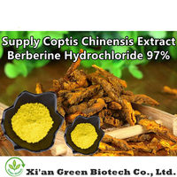 Extrait d'herbe chinoise Coptis Chinensis en poudre Huang Lian 10 1 Extrait de racine de Coptis Chinensis en poudre